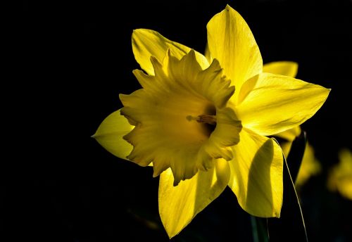 Narcizas, Daffodil, Gėlė, Žiedas, Žydėti, Gamta, Pavasaris, Geltona, Augalas