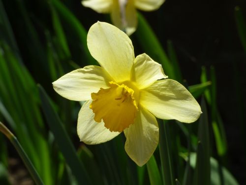 Narcizas, Gėlė, Pavasario Gėlės, Pavasaris, Gėlės