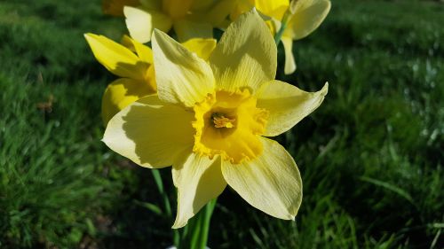 Narcizas, Daffodil, Narcizo Gėlė, Geltonos Narcizai, Daffoadndilly, Jonquil, Narcizai, Narcizai Gėlės, Gėlė, Pavasaris, Sodo Gėlė, Geltona Gėlė, Pavasario Gėlės, Narcizas Augalas, Narcissus Longispathus, Narcissus Hispanicus