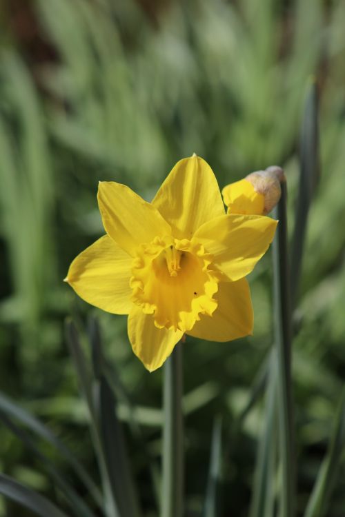 Narcizas, Daffodil, Gėlė, Geltona, Geltona Gėlė, Žiedas, Žydėti, Sodas, Pavasaris