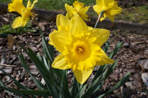 Narcizas, Daffodil, Geltona, Pavasaris, Žiedas, Žydėti, Gėlė, Narcissus Pseudonarcissus, Gamta, Flora, Pavasario Gėlės, Sodas, Velykos, Augalas