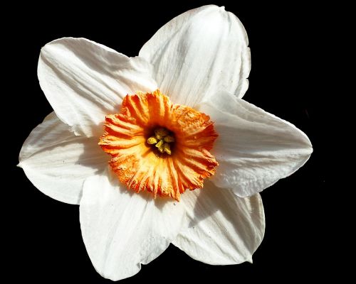Narcizas, Gėlė, Balta, Juodas Fonas