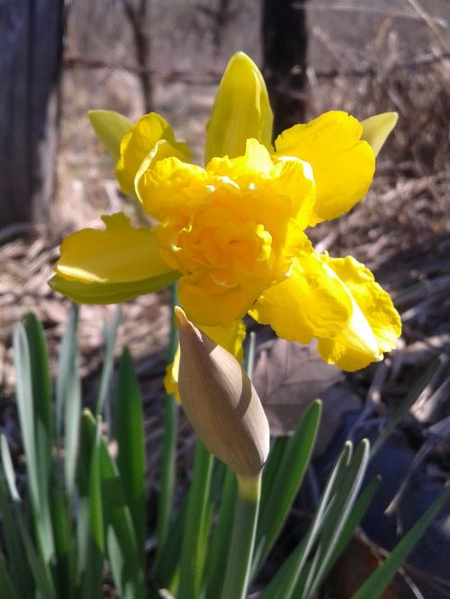 Narcizas, Pavasaris, Gėlė, Geltona