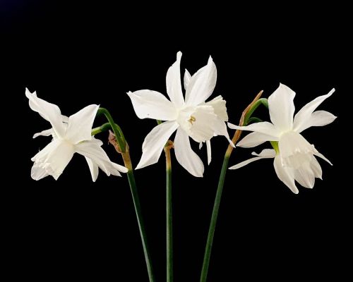 Narcizas, Gėlė, Balta, Pavasaris, Sodas, Gamta