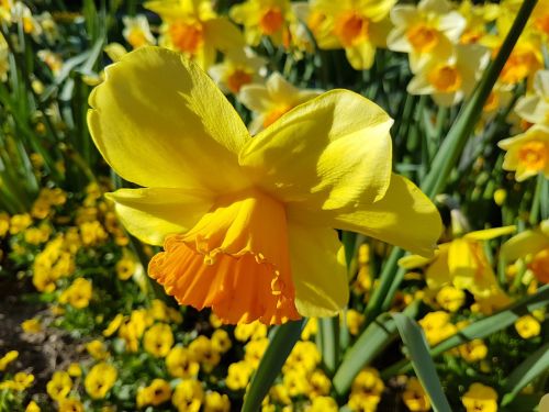Narcizas, Gėlė, Pavasaris, Žiedas, Žydėti, Geltonos Gėlės, Narcissus Pseudonarcissus