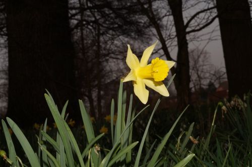 Narcizas, Daffodil, Gėlė, Žiedas, Žydėti, Geltona, Augalas, Pavasaris, Gamta