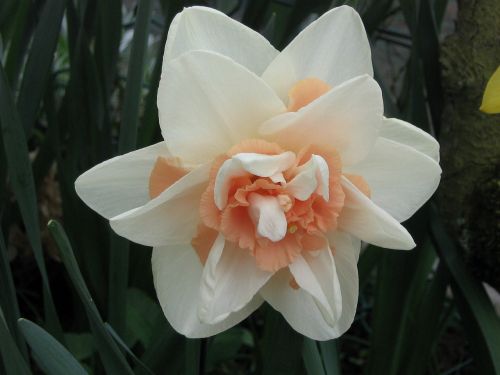 Narcizas, Pavasario Gėlė, Sodo Gėlės, Daffodil, Žydėjimas