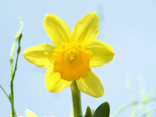 Narcizas, Daffodil, Geltona