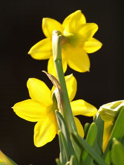 Narcizas, Stengel, Geltona, Gėlė