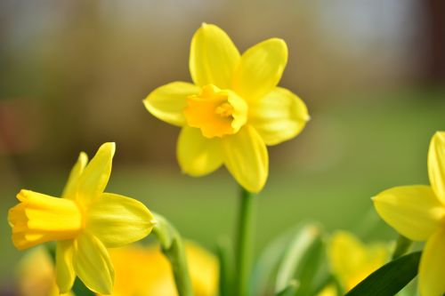 Narcizas, Daffodil, Gėlė, Žiedas, Žydėti, Geltona, Pavasaris, Augalas, Narcissus Pseudonarcissus