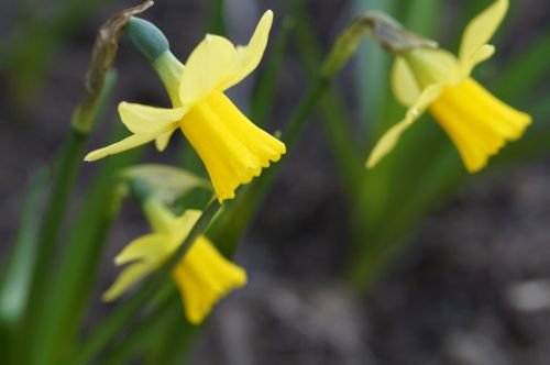 Narcizas, Daffodil, Pavasaris, Uždaryti, Trys, Žydėti, Gėlės, Geltona, Gėlė