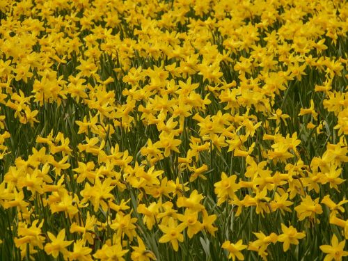 Narcizas, Daffodil, Gėlė, Augalas, Žiedas, Žydėti, Gėlės, Geltona