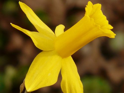 Narcizas, Daffodil, Gėlė, Augalas, Žiedas, Žydėti, Geltona