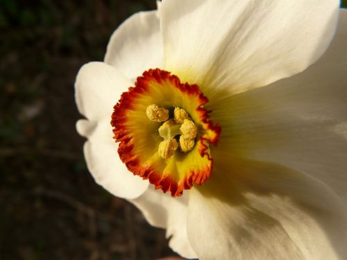 Narcizas, Daffodil, Gėlė, Augalas, Žiedas, Žydėti, Balta