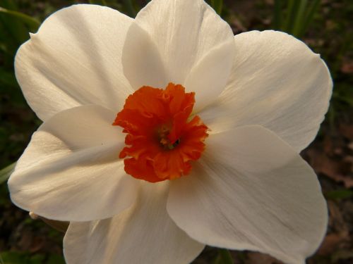 Narcizas, Daffodil, Gėlė, Augalas, Žiedas, Žydėti, Balta, Žiedlapis, Atgal Šviesa