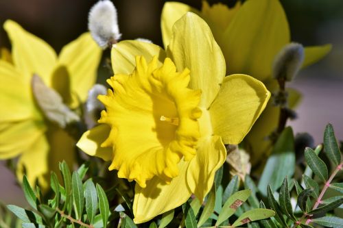 Narcizas,  Daffodil,  Narcissus Pseudonarcissus,  Pavasario Gėlės,  Pavasaris,  Pavasario Pranašys,  Pavasaris,  Geltona,  Žiedas,  Žydėti,  Žydėti,  Augalas,  Gamta,  Be Honoraro Mokesčio