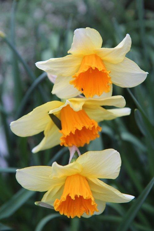Narcizas,  Narcizas Oranžinė,  Narcizas,  Pavasaris,  Gėlės