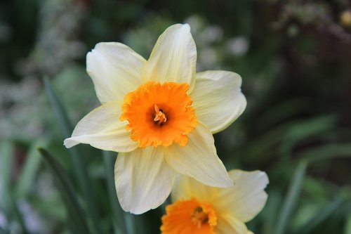 Narcizas,  Narcizas,  Gėlė,  Žydėjimo,  Pavasaris