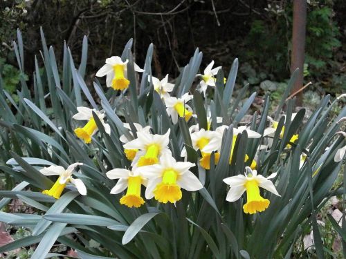Narcizas, Daffodil, Pavasario Gėlės