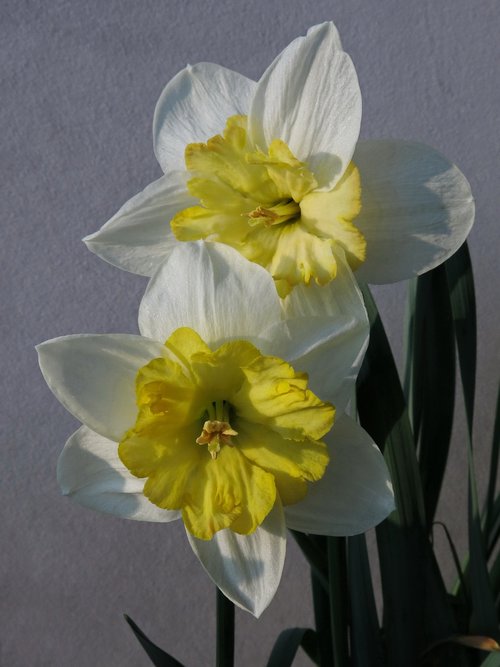 Narcizas,  Narcizas,  Gėlė,  Pobūdį,  Augalų,  Žiedlapis,  Baltas Narcizas