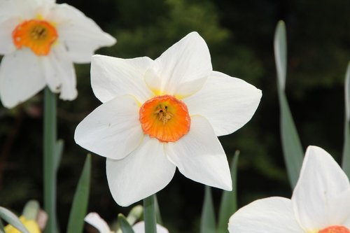 Narcizas,  Pavasaris,  Narcizas Balta