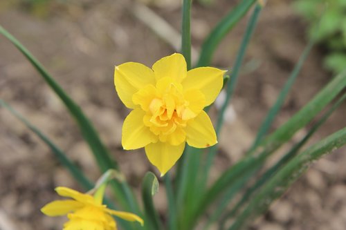 Narcizas,  Narcizas Geltonos,  Geltonos Gėlės,  Pavasaris