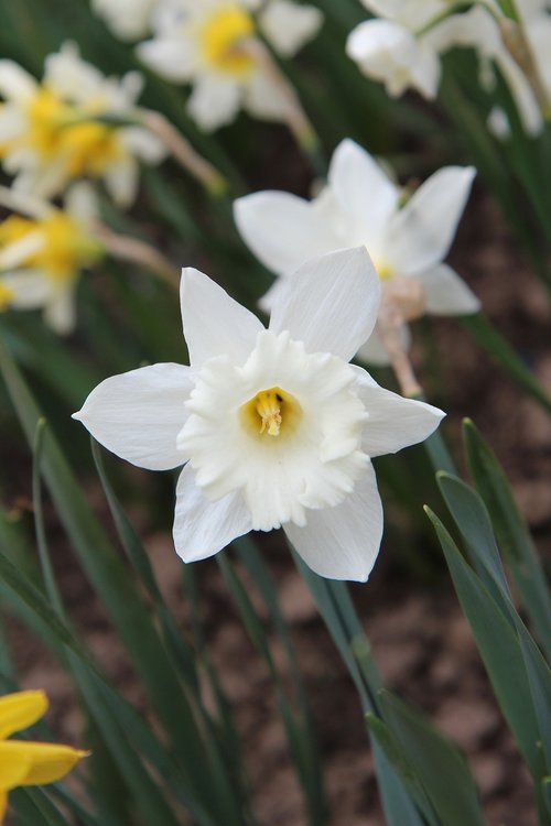 Narcizas,  Narcizas Baltos Spalvos,  Pavasaris,  Žydėjimas