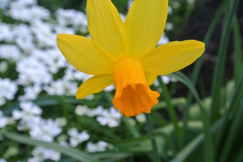 Narcizas, Gėlė, Į Velyką, Narcissus Pseudonarcissus