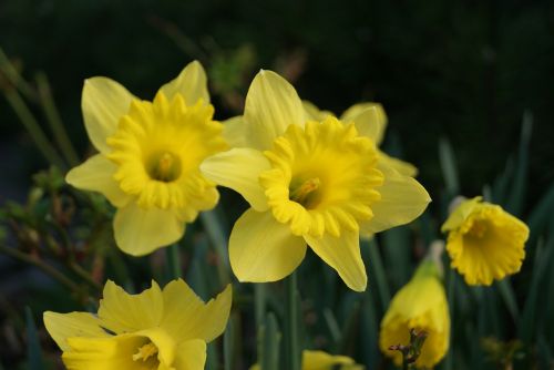 Narcizas, Geltona, Pagal Užsakymą, Augalas, Pavasaris, Velyku Triusis