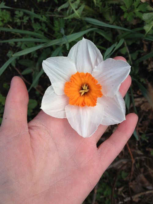 Narcizas, Pavasario Gėlė, Ranka