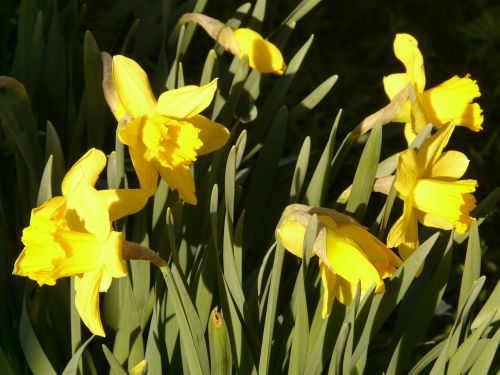 Narcizas, Daffodil, Gėlė, Augalas, Žiedas, Žydėti, Geltona