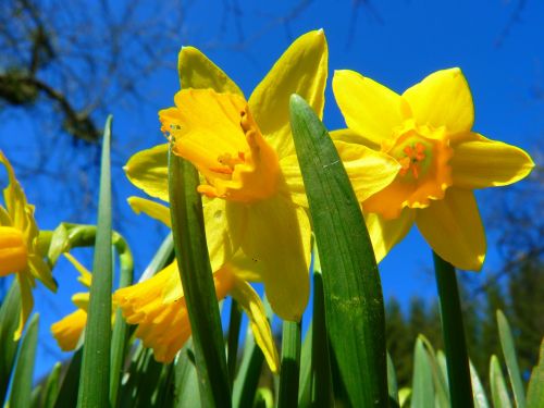 Narcizas, Daffodil, Gėlė, Pavasaris, Žydėti, Geltona