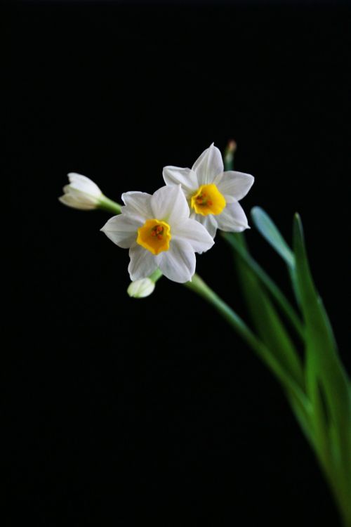 Narcizas, Balta, Kinų Naujieji Metai