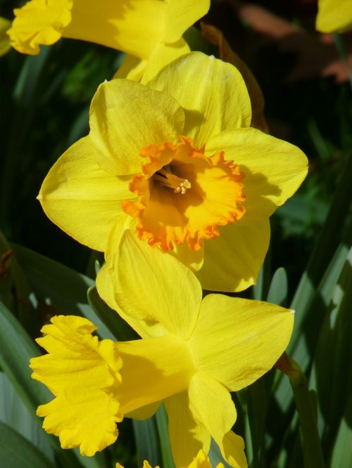 Narcizas, Daffodil, Geltona, Pavasaris, Žiedas, Žydėti