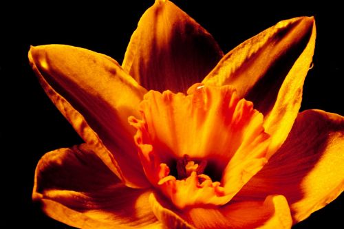 Narcizas, Gėlė, Pavasaris, Geltona, Gamta, Osterglocken, Narcissus Pseudonarcissus, Į Velyką, Geltona Gėlė, Velykos, Flora, Augalas