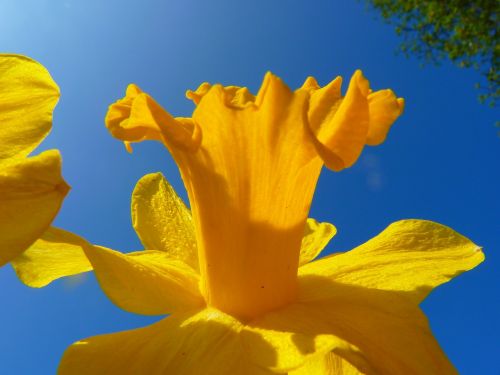 Narcizas, Daffodil, Gėlė, Žiedas, Žydėti, Geltona, Pavasaris