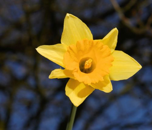 Narcizas, Daffodil, Geltona, Pavasaris, Žiedas, Žydėti, Gėlė, Augalas, Narcissus Pseudonarcissus, Gamta, Flora, Gražus