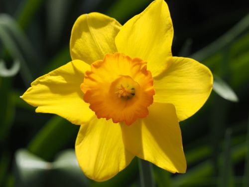 Narcizas, Geltona, Gėlės, Geltonos Narcizai