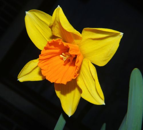 Narcizas,  Daffodil,  Žiedas,  Žydėti,  Gėlė,  Pavasaris,  Gėlės,  Narcissus Pseudonarcissus,  Bicolor,  Spalvinga,  Sodas,  Gamta,  Augalas,  Uždaryti