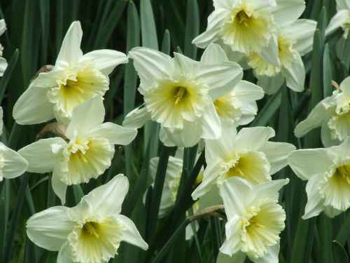 Narcizas,  Amaryllidaceae,  Baltas Narcizas,  Pavasario Gėlė