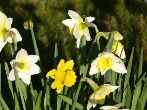 Narcizas, Žiedas, Žydėti, Geltona, Daffodil, Pavasaris, Gėlė, Augalas, Narcissus Pseudonarcissus, Balta, Gamta