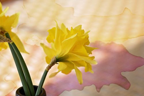 Narcizas,  Gėlė,  Schnittblume,  Geltona,  Pavasario Gėlė,  Ankstyvas Bloomer,  Pavasaris,  Geltona Gėlė