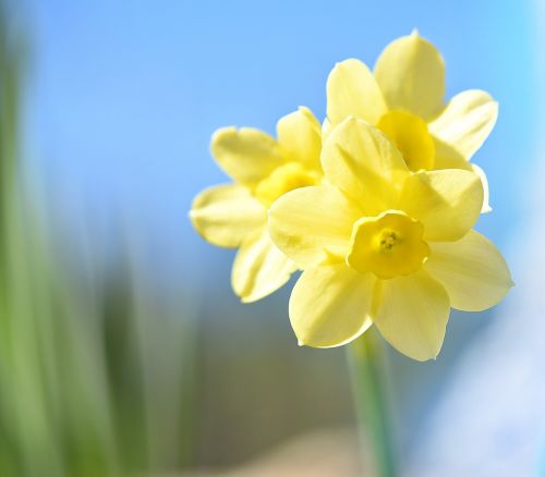 Narcizas, Gėlė, Geltona, Geltona Gėlė, Pavasario Gėlė, Ankstyvas Bloomer, Sodas, Gamta, Augalas, Schnittblume