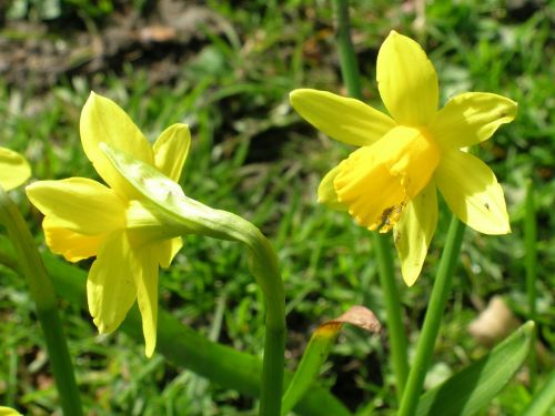 Narcizas, Gėlės, Pavasaris