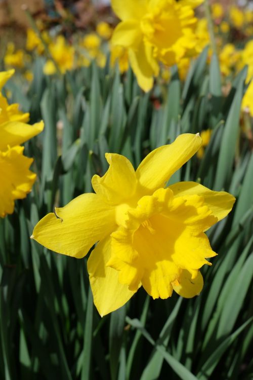Narcizas,  Daffodil,  Žiedas,  Žydėti,  Flora,  Pavasaris,  Gėlė,  Augalas,  Narcissus Pseudonarcissus,  Geltona,  Gamta,  Gėlės