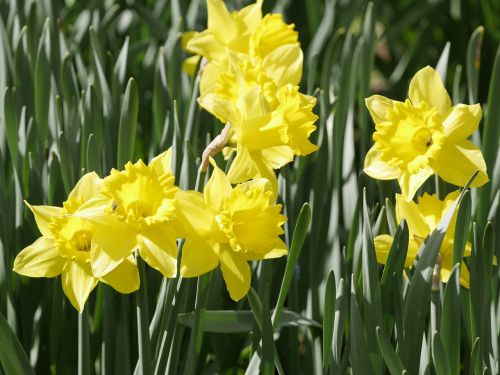 Narcizas,  Gėlė,  Pavasaris,  Geltona,  Pavasario Gėlė,  Gamta