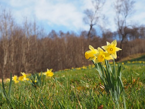 Narcizas Pseudonarcissus,  Pobūdį,  Gėlė,  Augalų,  Sezonas,  Perlų Bach,  Pavasaris