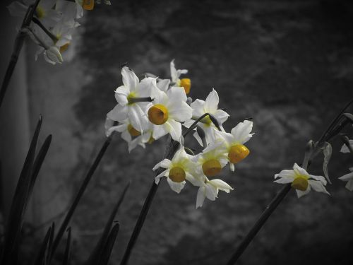 Narcissus Tazetta, Daffodil, Gėlė, Žiedlapis, Augalas, Gamta, Geltona, Bw, Gėlės