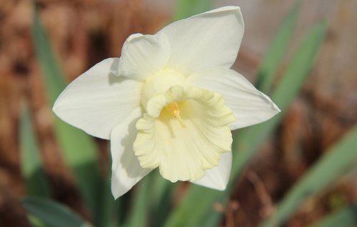 Narcizas Baltos Spalvos,  Narcizas,  Pavasaris,  Balta Gėlė,  Narcizas