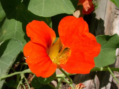 Nasturtium, Raudona, Gėlė